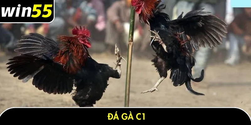 Đá gà C1