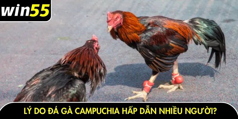 Lý do đá gà Campuchia hấp dẫn nhiều người?
