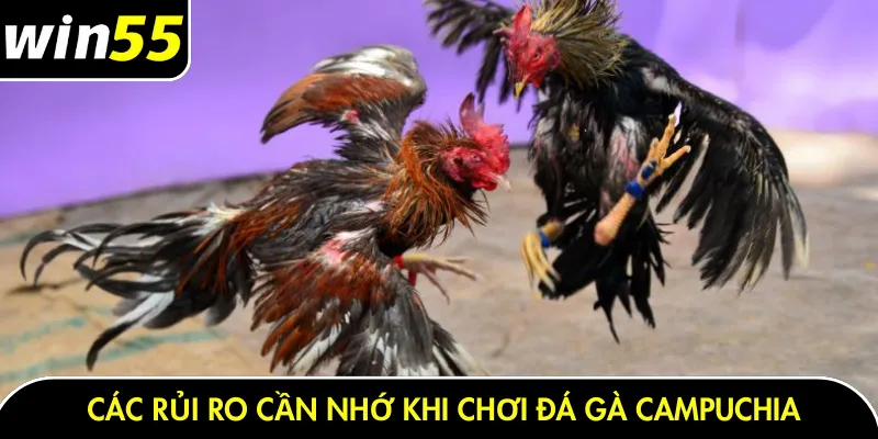 Các rủi ro cần nhớ khi chơi đá gà Campuchia