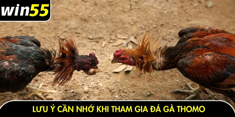 Lưu ý cần nhớ khi tham gia đá gà thomo