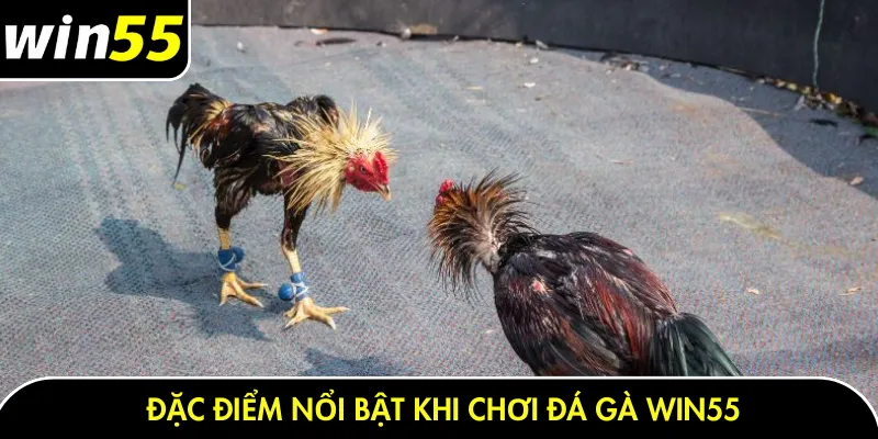 Đặc điểm nổi bật khi chơi đá gà Win55