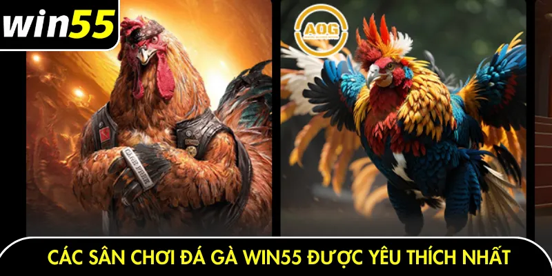 Các sân chơi đá gà Win55 được yêu thích nhất